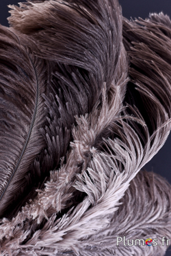 Autruche - 30-40 cm - gris naturel